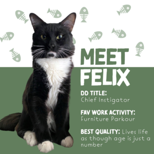 Felix-pet